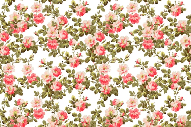 motif botanique de rose sauvage Png fond transparent