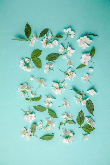 Motif de bourgeon de jasmin et de feuilles éparpillées sur un fond vert vue aérienne Mise à plat