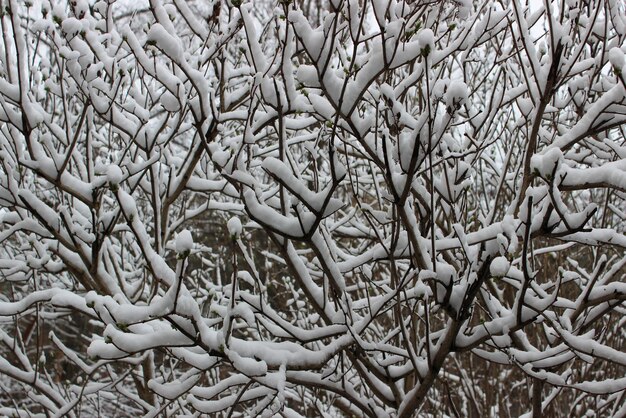 Motif de branches de brousse couvertes de neige poudreuse