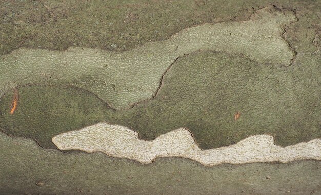Motif de camouflage sur fond d'écorce de platane
