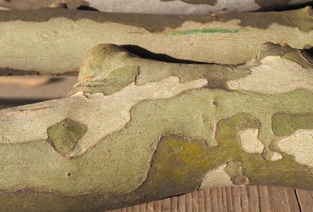Motif de camouflage de style industriel sur fond d'écorce d'arbre platane