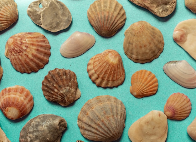 Motif coquillage créatif sur fond bleu pastel. Mise à plat d'été.