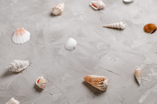 Motif de coquillages sur fond gris Résumé fond de vacances à la mer Vue de dessus