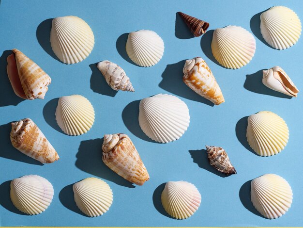 Motif de coquillages avec ombre dure sur fond bleu, vue de dessus.