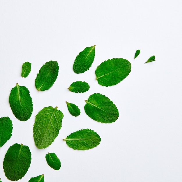 Un motif de différentes feuilles de menthe sur fond blanc. Un fond naturel pour vos idées. Mise à plat