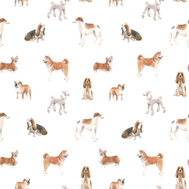 Motif Dog