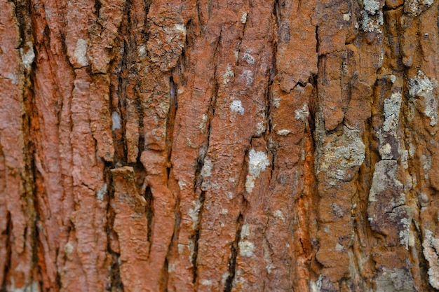 le motif d'écorce est homogène à partir de l'arbre. texture de tronc d'arbre d'écorce.