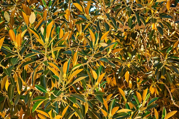 Motif de feuillage vert jaune. Fond naturel.