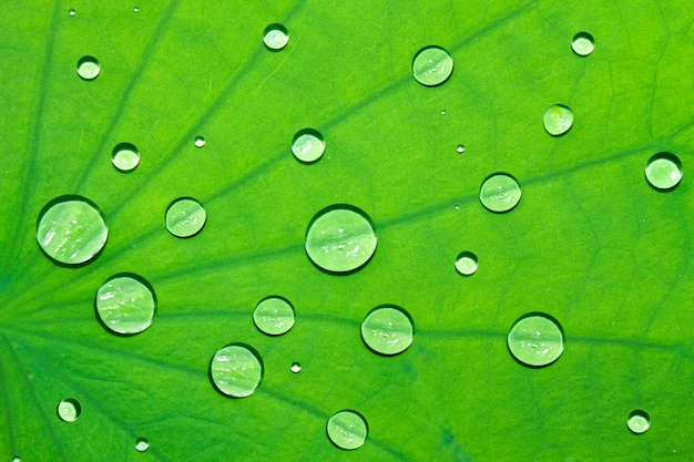 Motif sur une feuille de lotus avec de la rosée pour le fond