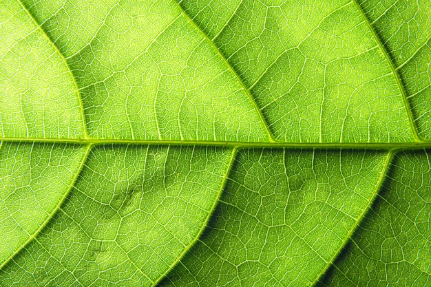 Motif feuille macro fond vert