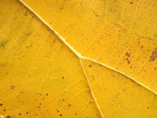 Motif de feuille de teck vert