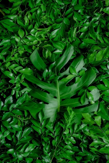 Motif de feuille vert foncé Fond de nature tropicale