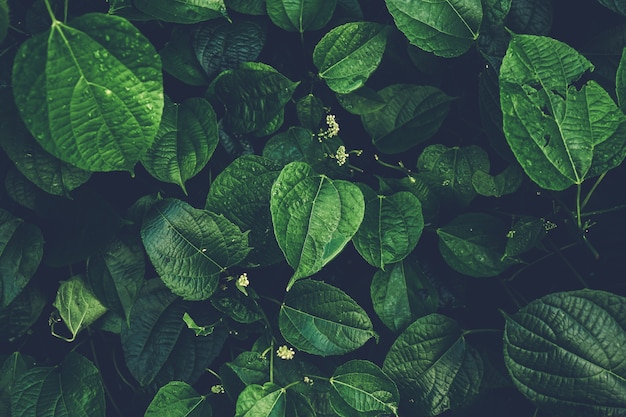 Motif de feuille vert foncé sur la surface.