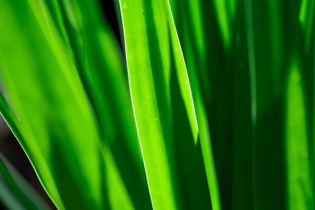 Motif feuille verte dans l&#39;ombre