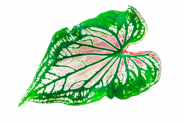 Le motif des feuilles de l'arbre caladium colocasia esculenta bon a de belles feuilles avec des taches blanches sur les feuilles et un bord vert très populaire