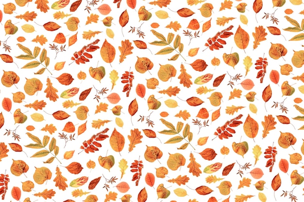 Motif de feuilles d'automne orange naturel sur fond blanc comme toile de fond ou texture Fond d'écran d'automne pour votre conception Vue de dessus Mise à plat