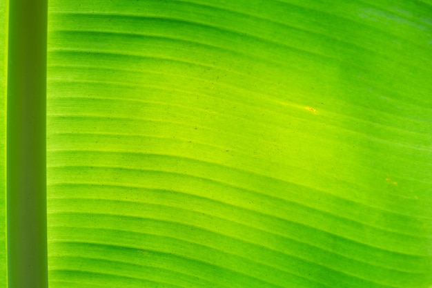 Motif de feuilles de bananier vert au soleil, flou