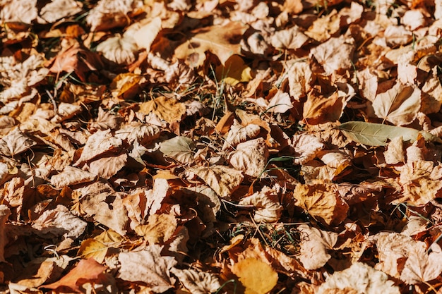 Motif de feuilles jaunes sèches gisant sur le sol