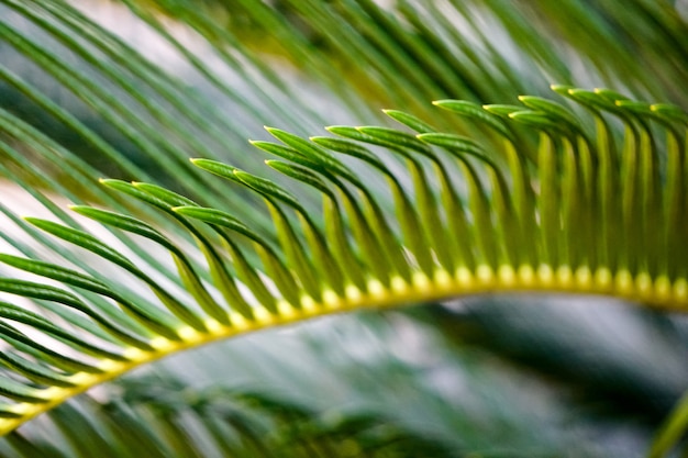 Motif de feuilles de palmier dattier Phoenix ou roebelenii