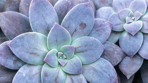 Motif de feuilles de plantes de cactus, feuilles vertes naturelles de plantes succulentes de cactus. Fond naturel, fond de texture de feuille verte, fond de motif de feuilles vertes, texture de la nature.