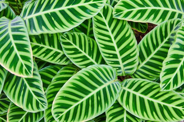 Le motif des feuilles tropicales à rayures vives vue rapprochée