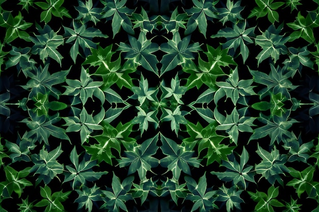 Motif de feuilles vertes sur fond noir Texture naturelle pour papier peint et arrière-plan