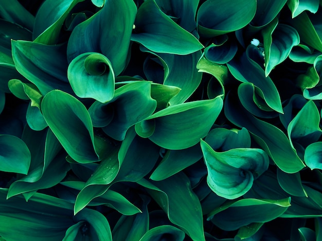 Motif de feuilles vertes
