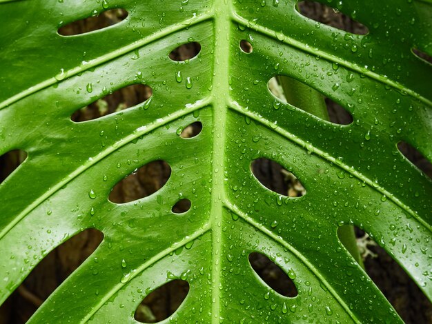 Motif de feuilles vertes