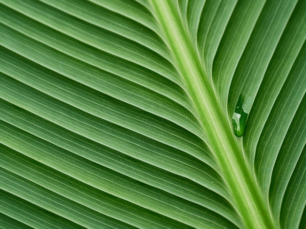 Motif de feuilles vertes