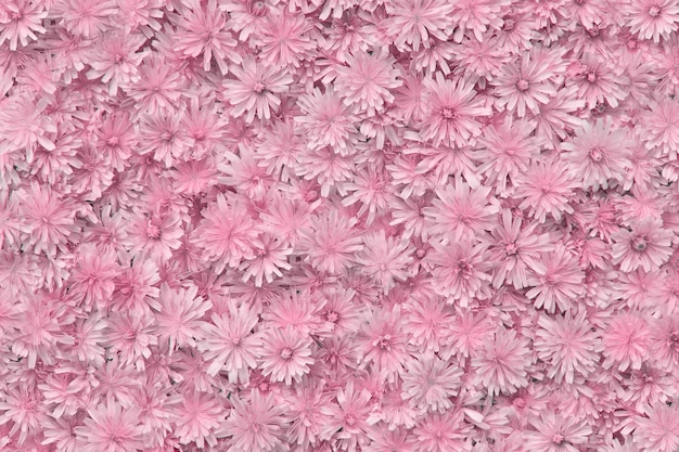 Le motif de fleurs de couleur rose délicate et fraîche. Fond d'été belle nature.