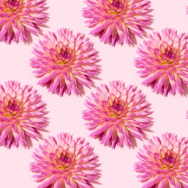 Motif de fleurs de dahlia sur fond rose