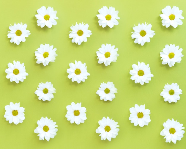 motif de fleurs de marguerite blanche sur fond vert