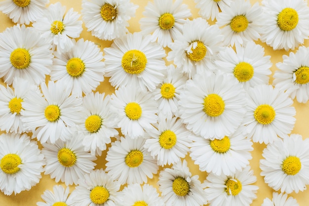 Motif de fleurs de marguerite de camomille blanche sur jaune