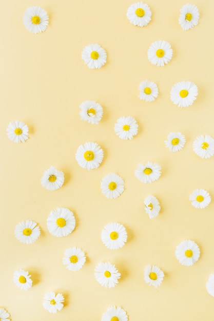 Motif de fleurs de marguerite de camomille blanche sur jaune