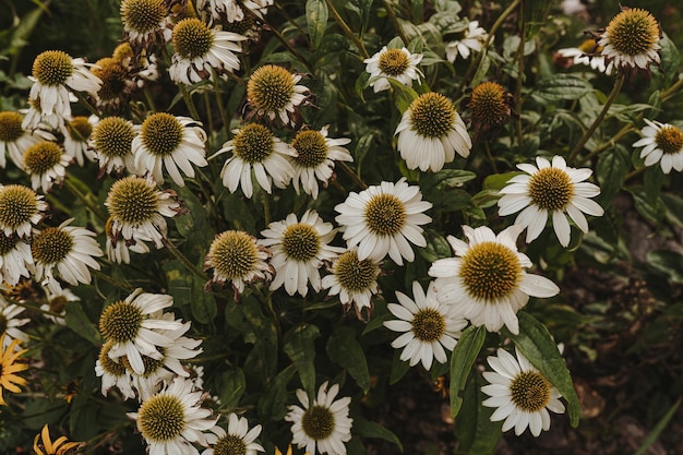 Photo le motif des fleurs de marguerite de camomille le fond des fleurs