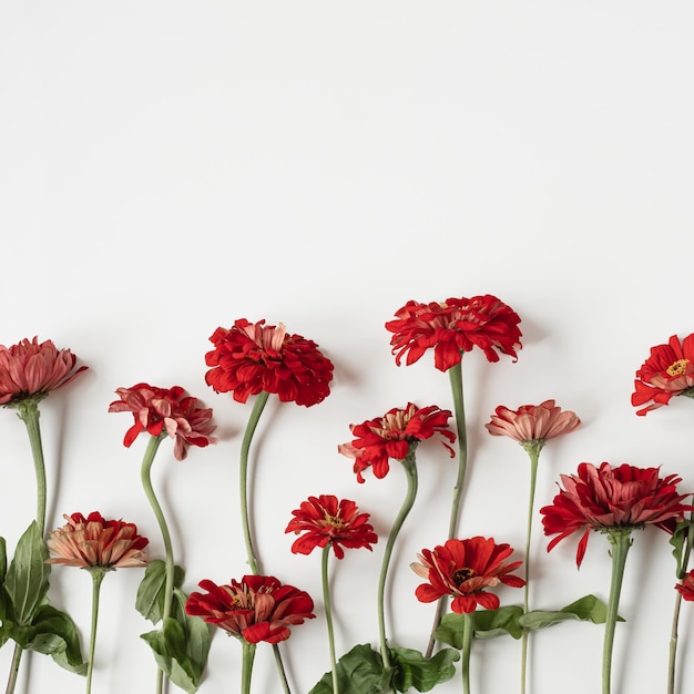 Motif de fleurs de marguerite gerbera sur fond blanc Vue de dessus à plat texture florale minimaliste