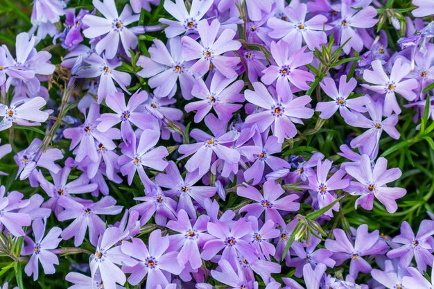 Motif de fleurs pittoresques lilas en fleurs