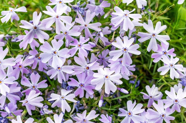 Motif de fleurs pittoresques lilas en fleurs