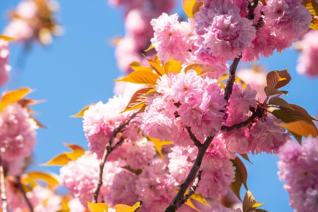 Motif de fleurs de printemps festival de sakura arbres de fleurs de cerisier fond de fleurs de printemps sakura