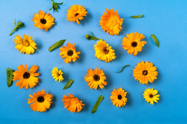 Motif floral avec des fleurs jaunes isolées sur le bleu.