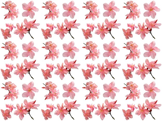 Motif floral sur fond blanc