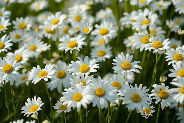 Motif floral de paradis de marguerites sereines