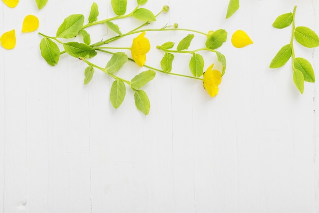 Motif floral avec des renoncules jaunes sur un mur blanc