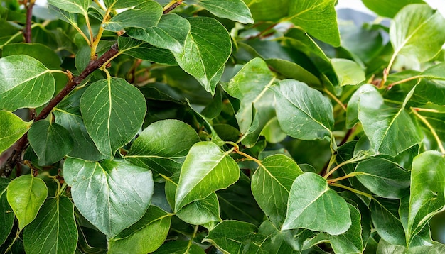 Photo le motif de fond des brindilles d'arbres verts à feuilles en été