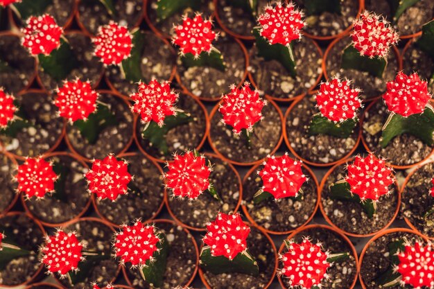 Motif de fond de cactus. Petits cactus en pots