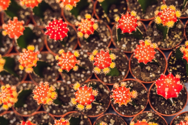 Motif de fond de cactus. Petits cactus en pots