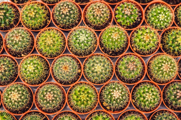 Motif de fond de cactus. Petits cactus en pots