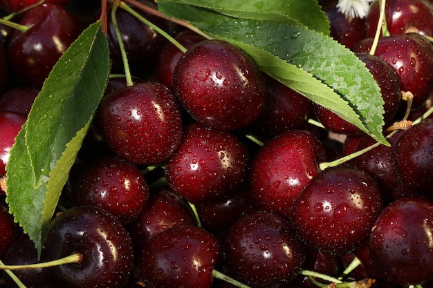 motif de fond de cerises fraîches d'été