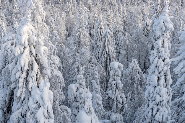 Motif de fond de forêt de conifères d'hiver