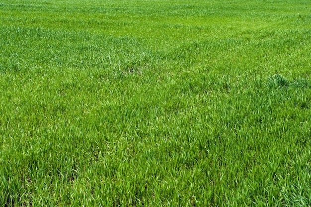 Motif de fond gros plan d'herbe verte sur le terrain